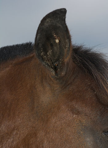 Horses ear with a tick