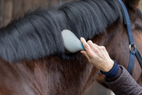 Horse getting brushed